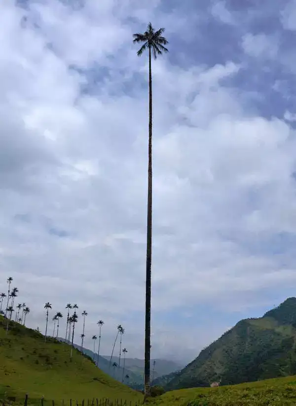 17 Trees That Don't Give a Sh*t About the Rules