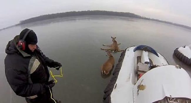 2 Deer Were Stranded And Left For Dead - Look What These Brave Men Did!