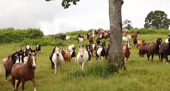 200 Rescued Horses Are Finally Free, Now Watch Their Reaction