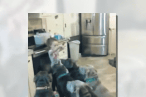 4-Year Old Dumps Kibble On The Kitchen Floor And Asks Her Mom To Watch The Hungry Pit Bulls! Amazing!