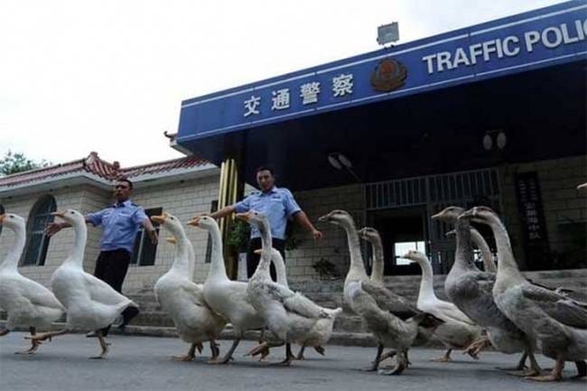 7 Bizarre Things That You Will See Only In China!
