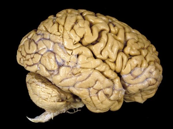 9 Quick And Fascinating Facts About The Human Body