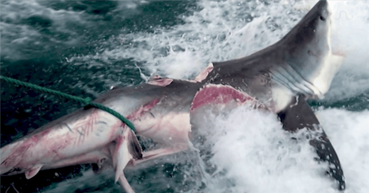 A Creature Bit A Great White Shark In Half. When I See What Bit It? This Is Terrifying!