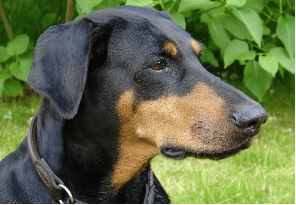 A Dog Tragically Died While Saving His Family From 4 Poisonous Snakes. Here's His Story