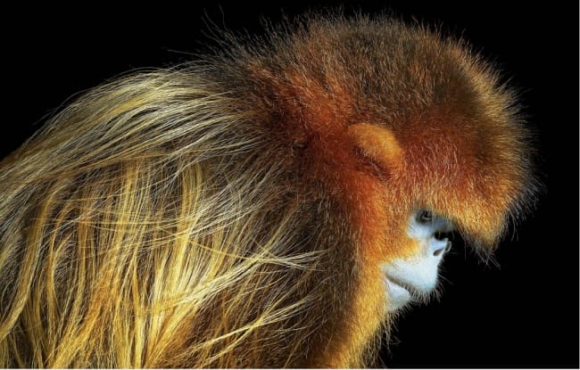 A Photographer Traveled the Entire World to Take Photos of Animals That Might Soon Just Extinct