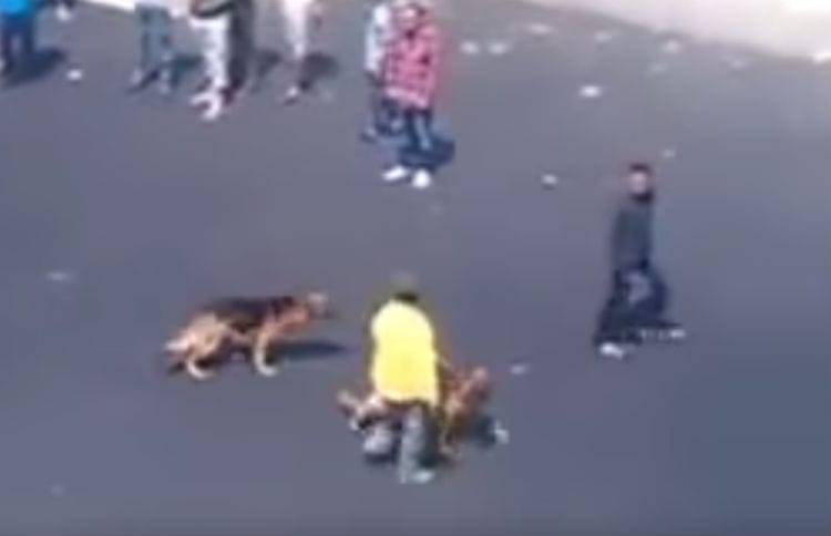 A Punk Decides It Would Be Funny To Throw Bricks At Two Innocent Dogs. Then This Happens!