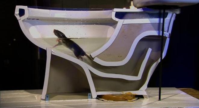 A Rat Can Easily Wriggle Up Your Toilet. See How!