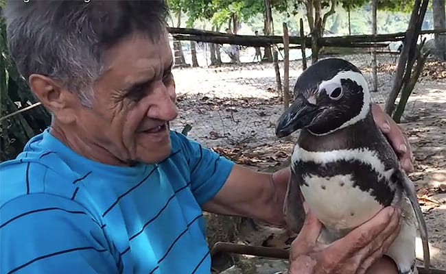 Adorable Penguin Swims 5,000 Miles Every Year To Visit Man Who Saved Him