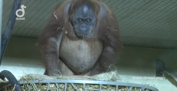 An Orangutan Birth Is Recorded For The First Time. Wait Till She Shows Her Baby To Human.