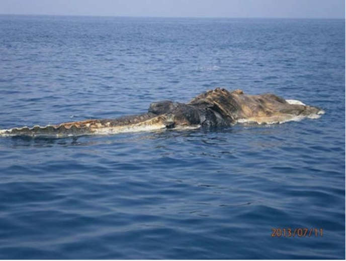 Bizarre Creature Found Floating In The Persian Gulf...What The Heck Is This?