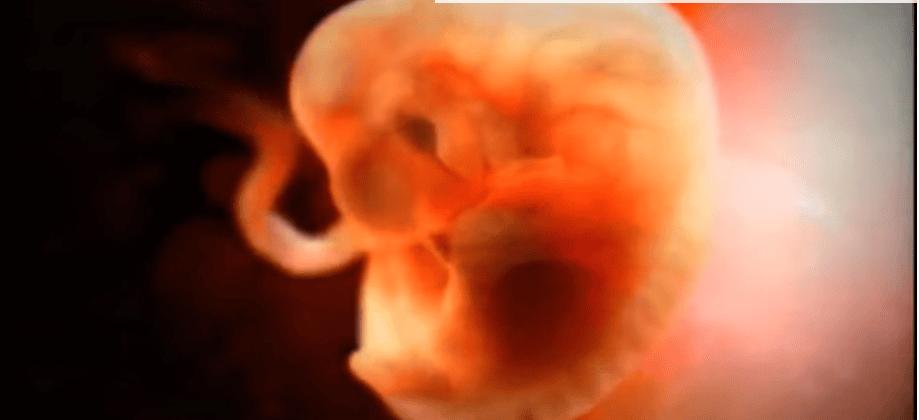Breathtaking Video Showing 9 Months Of Life In The Womb Within Minutes