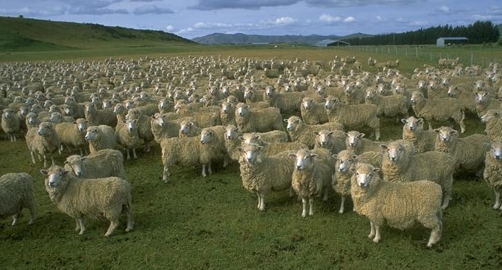 Farmer Takes Footage Of His Sheep - Now Watch What Happens When He Opens The Gate