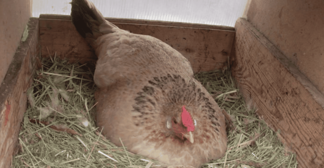 Farmer Thought His Hen Had Laid An Egg, Then He Realized What She Was Sitting On And Couldn't Believe His Eyes!