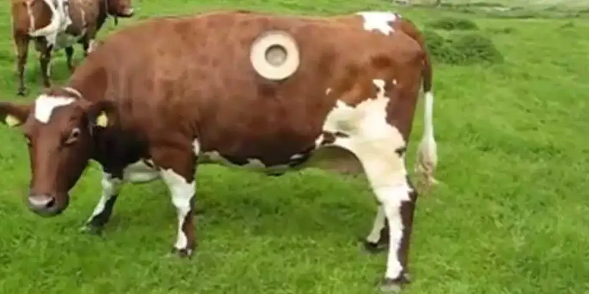 Farmers In Switzerland Are Making Giant Holes In The Stomach Of The Cows For This Strange Reason