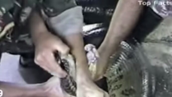 Giant Anaconda Attacks Human Caught On Camera,10 Most Horrifying Attacks!