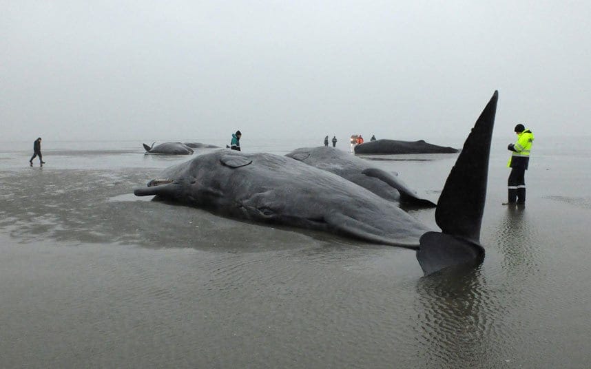 Giant Whales Found Dead In Germany. You Won't Believe What Killed Them