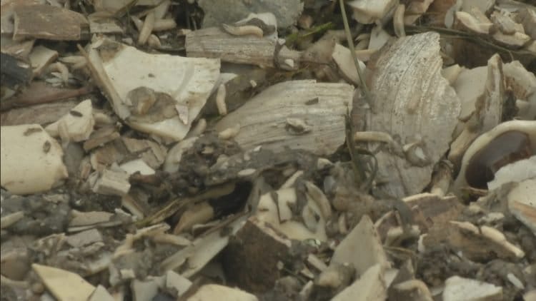 Guy Paves The Road In Front Of His House With Clam Shells To Save Money. A VERY Bad Idea