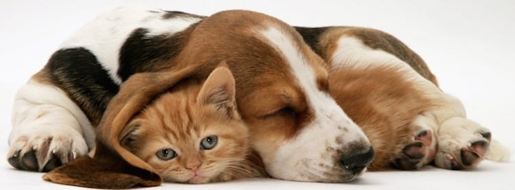 He Asks His Dogs To Roll Over, But What His Cat Does Will Leave You In Splits!