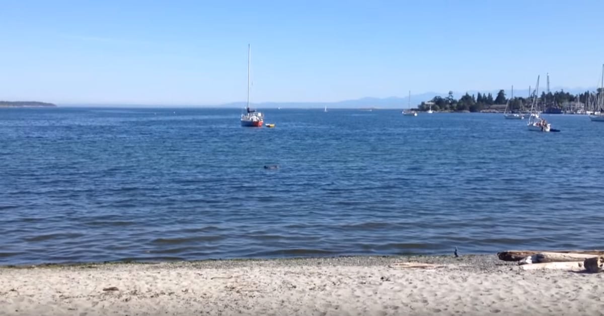 VIDEO: He Got In The Water And Seconds Later Felt A Hard Tug. What He Looks Down To See ?