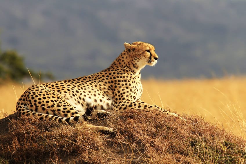 He Was Taking A Nap On The Ground When A Cheetah Appeared And Did The Strangest Thing.