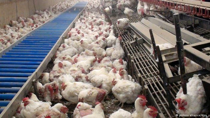 If you Love Eating Meat, This Is How You Get It! Not Cool.