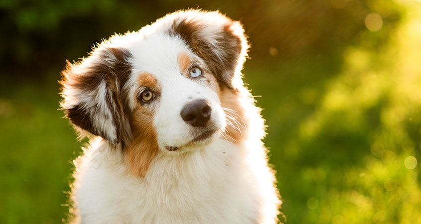 Look At The Changes In These Dogs Over The Period Of A Century