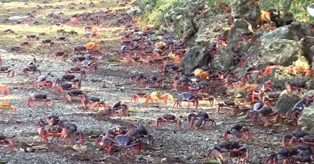 MILLIONS Of Crabs Takes Over The Road. What Happened Is Horrifying.