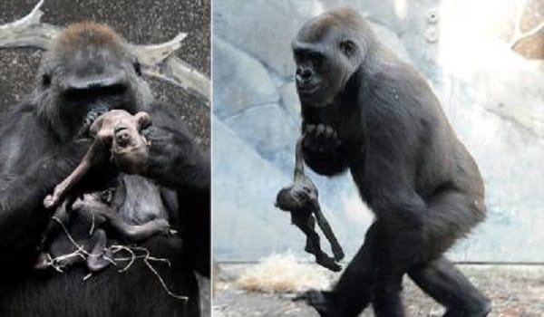 Mother Gorilla's Baby Died.. What She Did Made Me Cry!