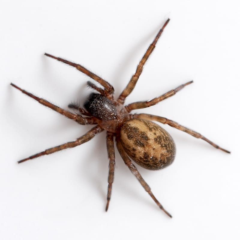 NOPE: He Got Bit By A Spider. When I Saw What Happened After He Pricked Himself? I Was TERRIFIED!