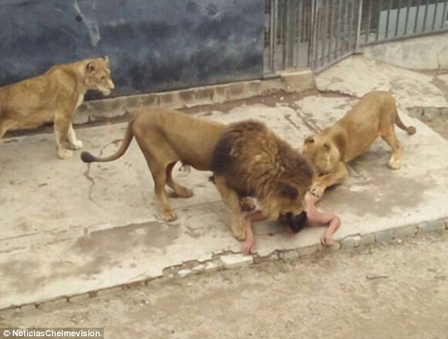 Naked Man Attempts Suicide Jumping Into Lions' Den, Ends In Bloodshed And Tragedy