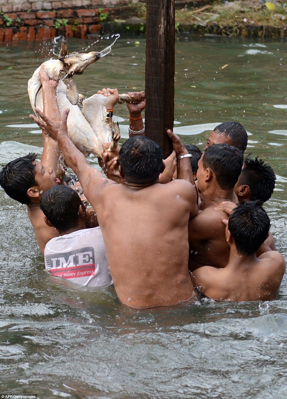 Nepalese Celebrate 900-Year Old Traditional Festival By Ripping Apart Goats With Bare Hands Till...