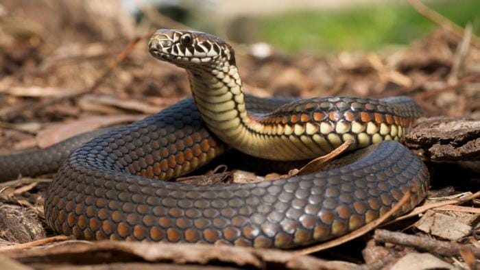 OMG! Locals Cut Open Giant Snake... Guess What Comes Out Next - This Viral Video Crossed Over .2 Million Views