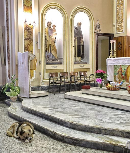 This Dog Shows Up To Church Alone For Two Months. When I Found Out Why, I Was Devastated.