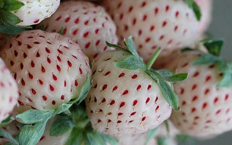 Pineberries Are White Strawberries That Taste Like Pineapples