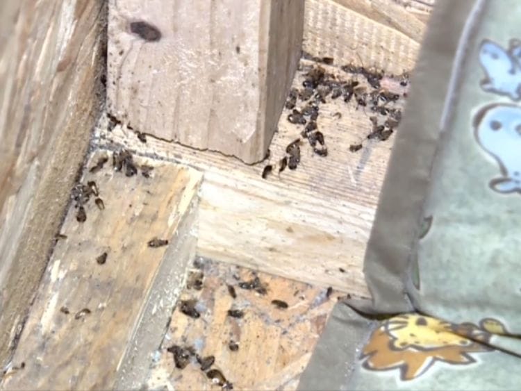 Police Discover A Tiny Wooden Box, But When They Realize What's Been Living Inside, They Can't Keep It Together!