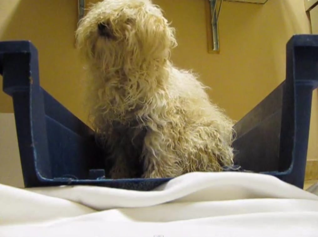 Rescue Dog's Afraid Of Everyone, But When She Realizes Everything's Going To Be Okay... Wow