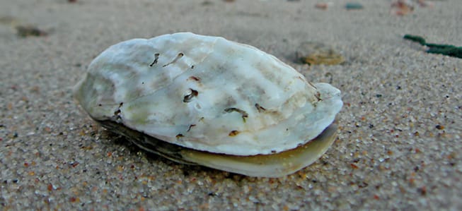 She Cracks Open A Giant Clam Hoping To Find A Pearl. What She Discovers Instead...INCREDIBLE!