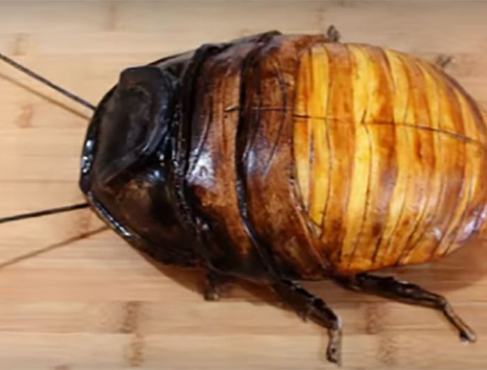She Cuts Open This HUGE Cockroach With A Knife.. And What She Finds Inside?