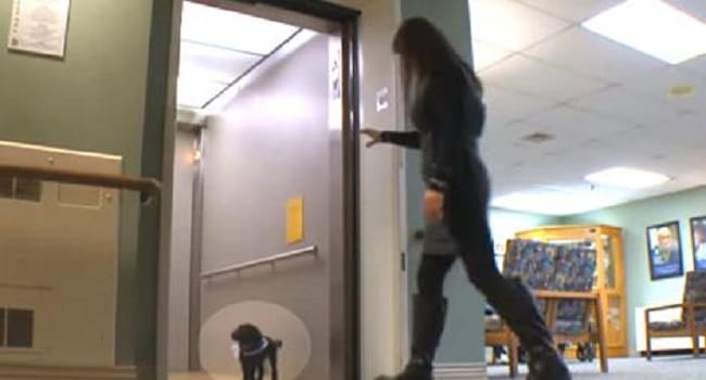 She Left This Teacup Poodle In The Elevator, But What Was Caught On Camera Next? NO WORDS