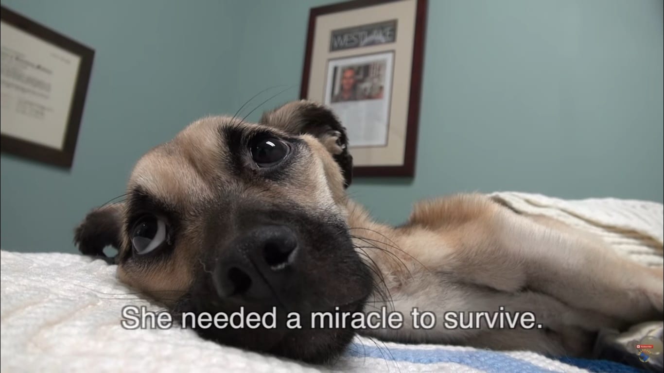 She Stares Into The Eyes Of A Dying Dog. What Follows Seconds Later Is A Miracle!