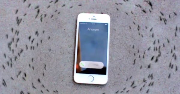 Swarm Of Ants Around A Ringing Phone Will Freak Your Brains