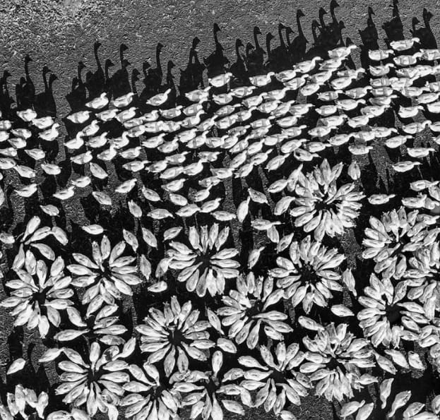 The 15 Winners Of The 2018 Drone Photo Contest Have Been Announced, And Their Photos Are Spectacular!