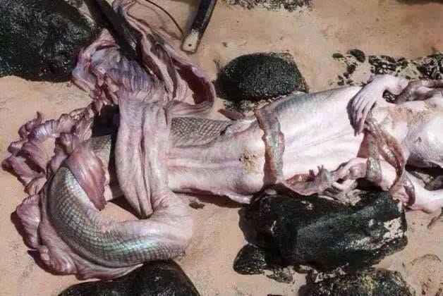 The Beaches Of Hawaii And Egypt Saw Something Unbelievable. Real Life Mermaids!