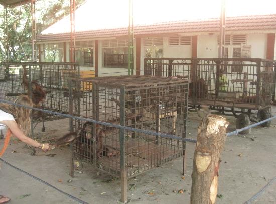 The Keeper Feeds The Starving Tiger A Ridiculously Small Piece Of Meat. The Torture Couldn't Be More Perverse.