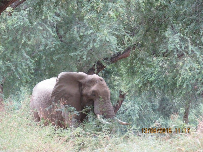 The elephant presses his head against a tree to stop the pain. What he's just been through is..