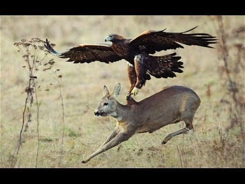 Their preying skills and their speed will leave you awestruck