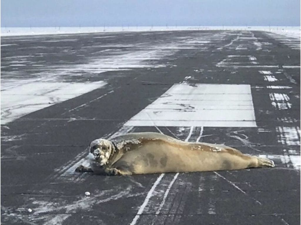10 Outlandish Pictures Right From The Airport Are Sure To Tickle Your Funny Bone