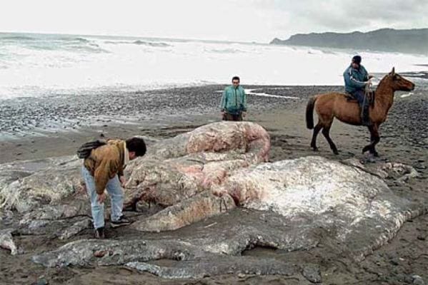 These Pictures Of Dead Sea Monsters Will Blow Your Mind