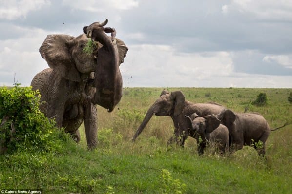 These Pictures Shows Us The Cruel Side Of Nature
