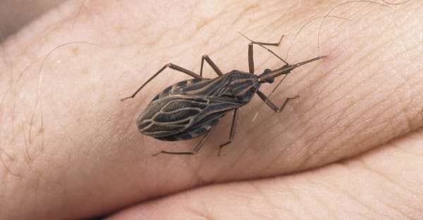 They Call This the Assassin Bug If You See One In Your House, Get Help Immediately